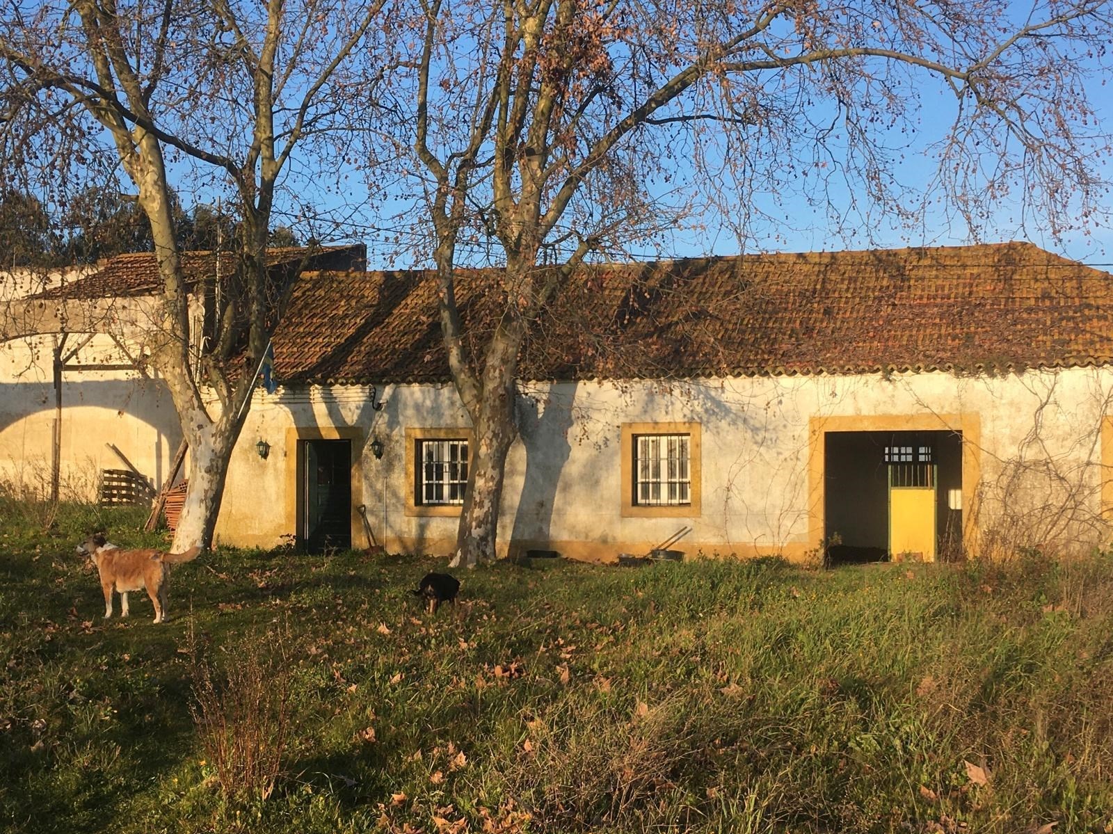 Quinta com mais de 10 hectares para renovar